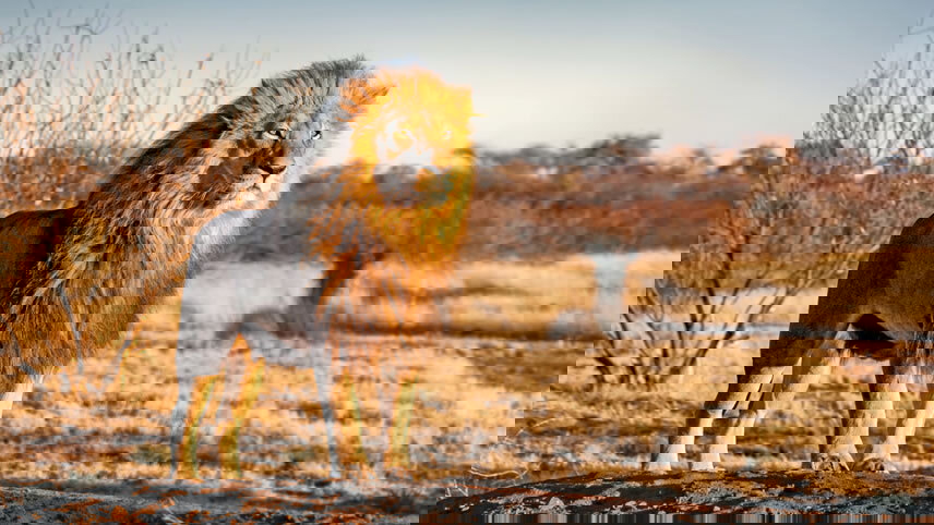 South Africa Discovery