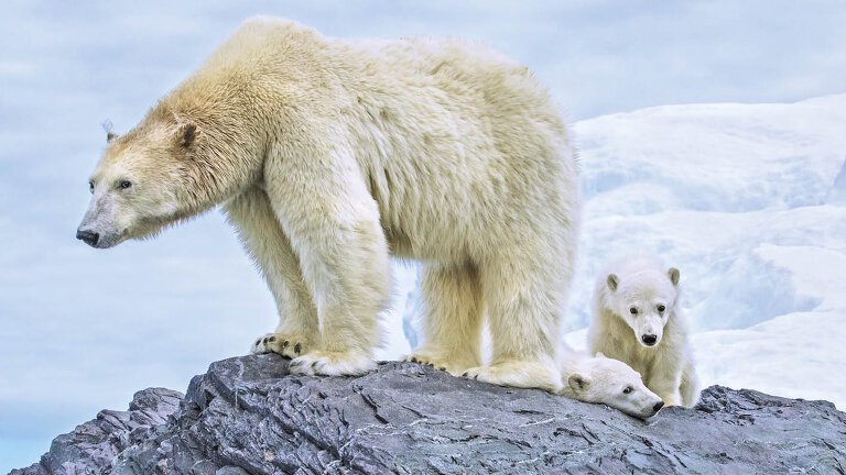 Glaciers & Wildlife of Svalbard