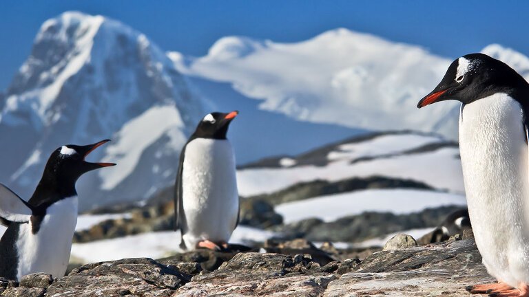 Antarctic in Depth: A Magical Christmas