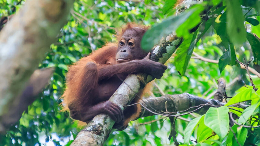 Natural Treasures of Indonesia, Borneo & Taiwan