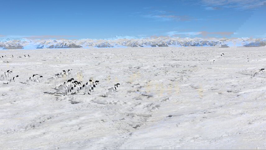 Antarctica's Ross Sea: Majestic Ice & Wildlife