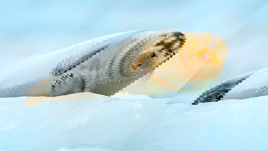 Norwegian Fjords, Wildlife of Svalbard & The Arctic