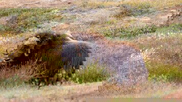 14 Day Iceland to Greenland & the Glaciers of Disko Bay (Scenic)