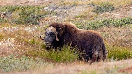 14 Day Iceland to Greenland & the Glaciers of Disko Bay (Scenic)