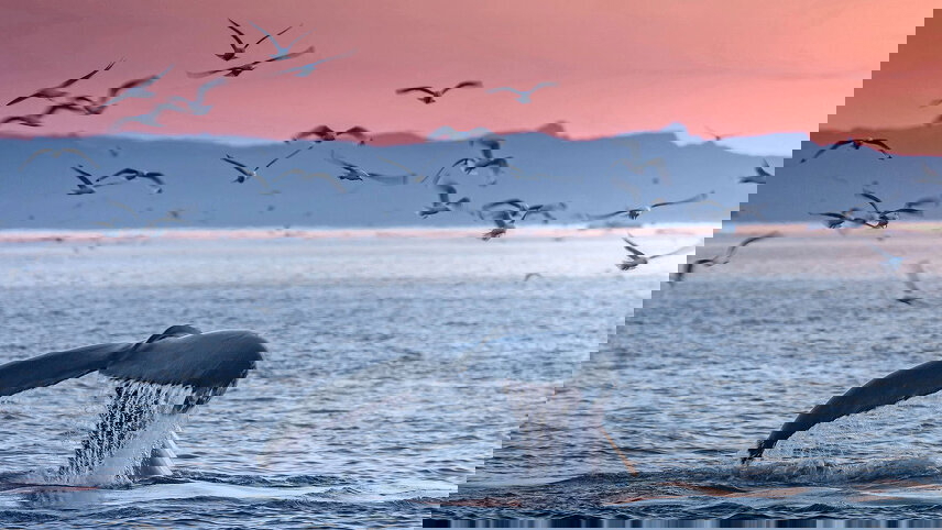 Ultimate Viking Discovery: Iceland to Greenland