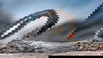 28 Day Ultimate Atlantic Odyssey: Africa to Antarctica (Scenic)