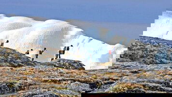 15 Day Iceland to Greenland & the Glaciers of Disko Bay (Scenic)