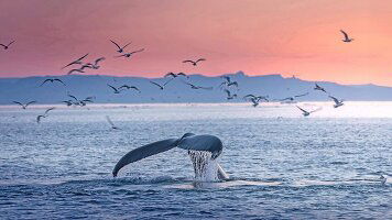 29 Day Ultimate Iceland to Canada: Wildlife & Glaciers (Scenic)