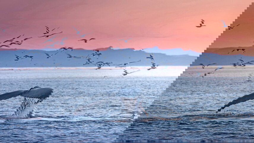 Ultimate Iceland to Canada: Wildlife & Glaciers