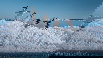 20 Day Antarctica, South Georgia & Falkland Islands (Scenic)