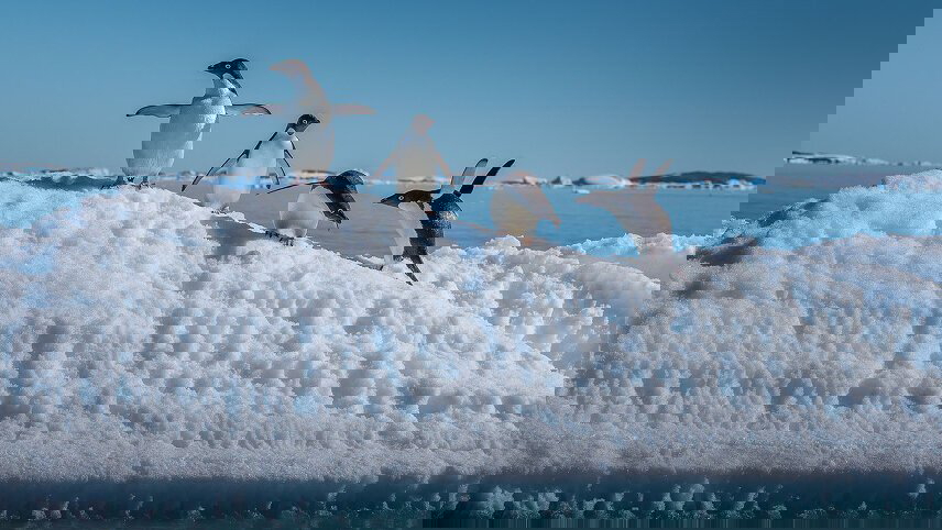 Antarctica, South Georgia & Falkland Islands