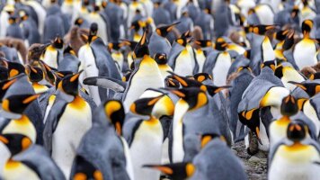 20 Day Antarctica, South Georgia & the Falklands (Scenic)