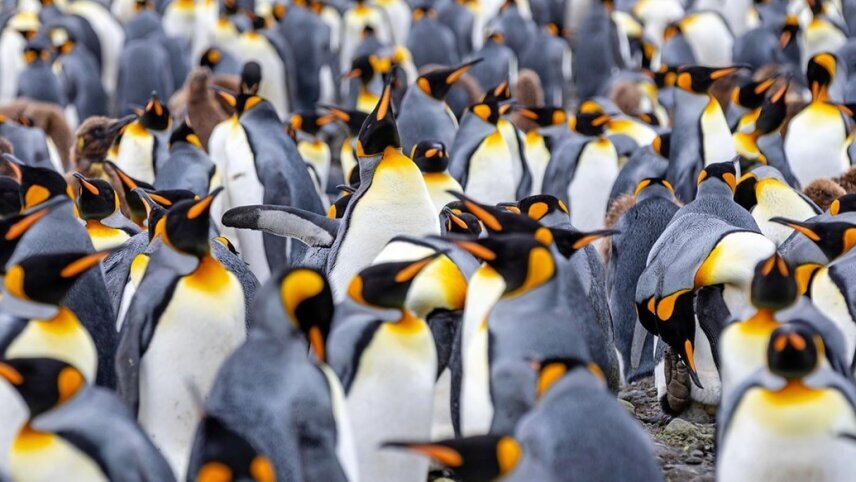 Antarctica, South Georgia & the Falklands