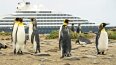 31 Day Chilean Fjords, Glaciers & Antarctic Wildlife Explorer (Scenic)