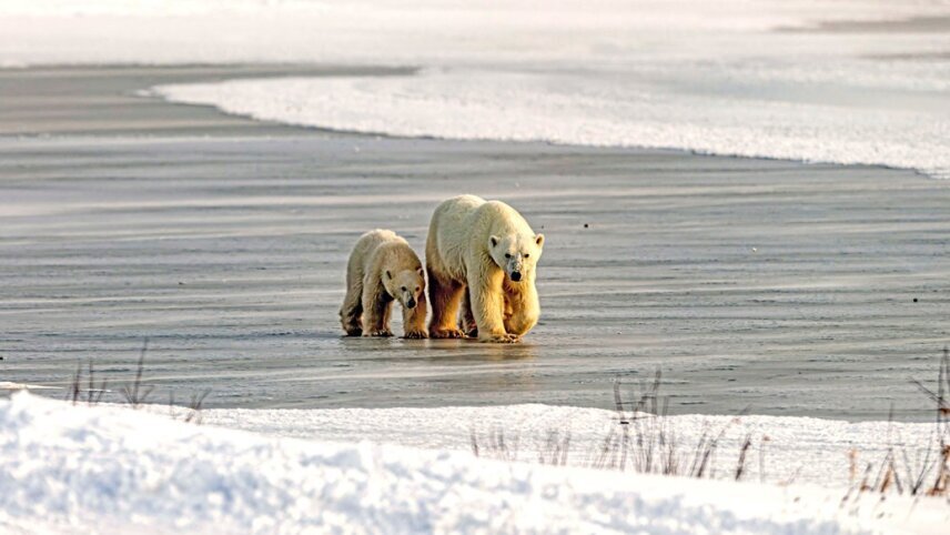 Canada's Polar Bears: Canadian Arctic to Montreal