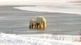 18 Day Canada's Polar Bears: Canadian Arctic to Montreal (Scenic)
