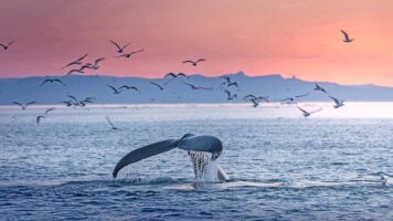 32 Day Ultimate Voyage: Greenland & Canada's Hudson Bay (Scenic)