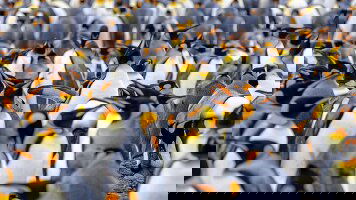 23 Day Antarctica, South Georgia & Falkland Islands (Scenic)