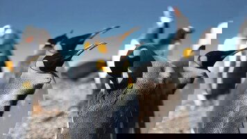 16 Day Antarctica & the Falkland Islands (Scenic)