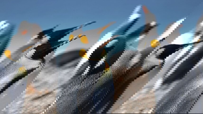 Antarctica & the Falkland Islands