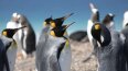 16 Day Antarctica & the Falkland Islands (Scenic)
