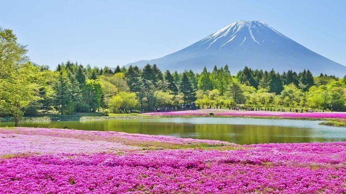 Scenic Japan Tours & Cruises - 2024 & 2025 Seasons