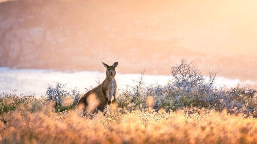 Great Southern Journey: 40th Anniversary Loyalty Departure