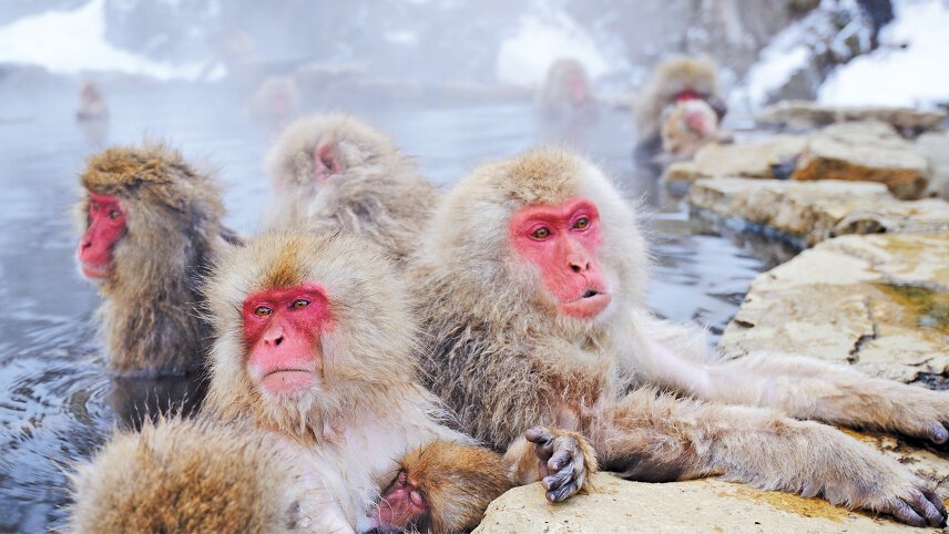 Allure of Japan with Snow Monkeys