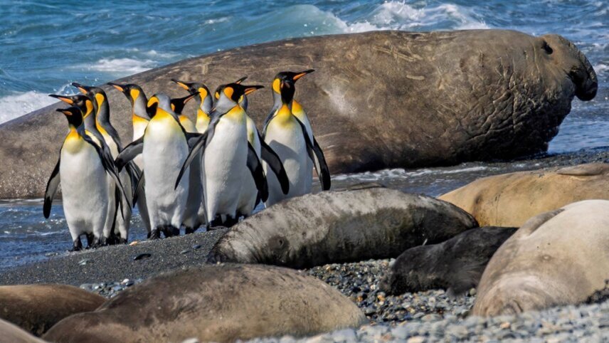 Ultimate Journey: South America, Antarctica & South Georgia
