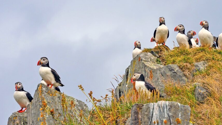 Wonders of the High Arctic: Reykjavik Extension - Cruise & Land journey