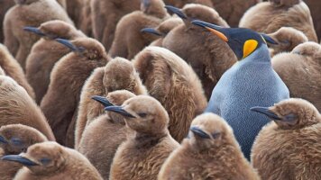 29 Day Southern Expedition: Antarctica & Machu Picchu - Cruise & Land Journey (Scenic)