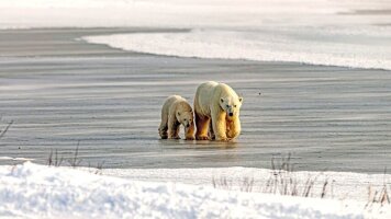 25 Day Churchill’s Polar Bears & the Canadian Arctic to Montreal - Cruise & Land Journey (Scenic)