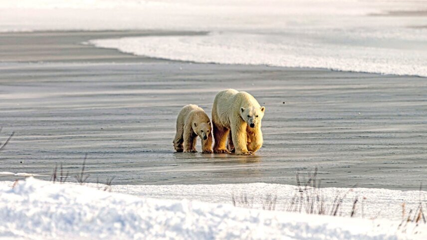 Churchill’s Polar Bears & the Canadian Arctic to Montreal - Cruise & Land Journey