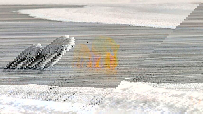 Churchill’s Polar Bears & the Canadian Arctic to New York - Cruise & Land Journey