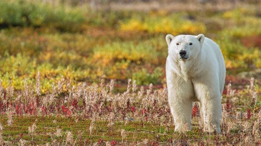 Canadian Arctic Polar Bear Discovery - Cruise & Land Journey
