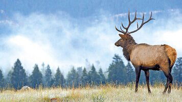 16 Day Majestic Rockies & Alaskan Cruise (Scenic)