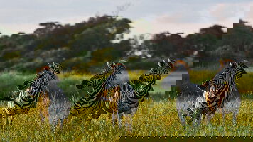 28 Day Ultimate African Expedition (Scenic)