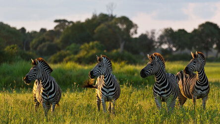 26 Day Ultimate African Expedition (Scenic)