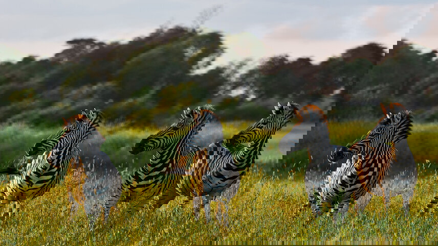 Ultimate African Expedition