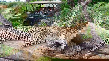 12 Day South Africa Discovery (Scenic)