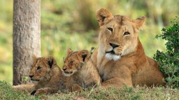 18 Day South Africa & Victoria Falls with Zambezi Queen (Scenic)