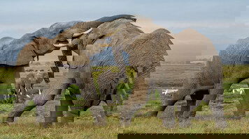 26 Day Wonders of Africa (Scenic)