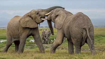 28 Day Wonders of Africa (Scenic)