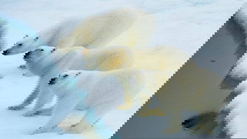 Wonders of the High Arctic: Greenland & Iceland Solar Eclipse Cruise