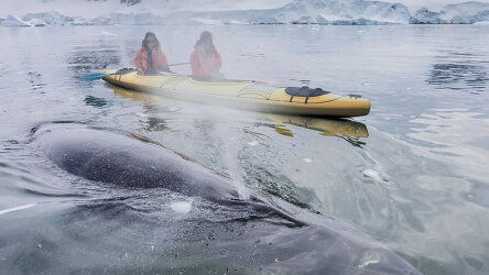 Kayak Among the Icebergs