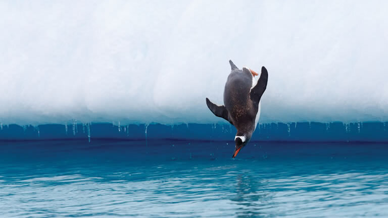 Puerto Williams to Buenos Aires