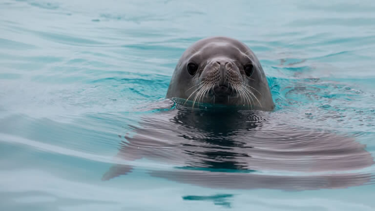 Puerto Williams to King George Island