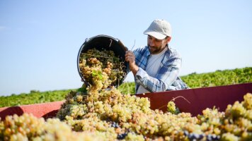 13 Day Spain & France Featuring the Autumn Grape Harvest (Silversea)