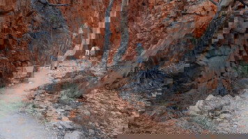 Your Walking Tour Guides