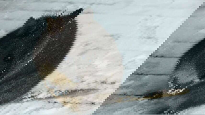 Cradle Mountain (Expedition Walk)